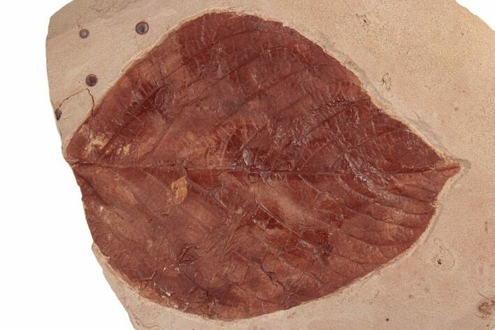Red Fossil Hazelnut Leaf (Corylus) - Montana #188981